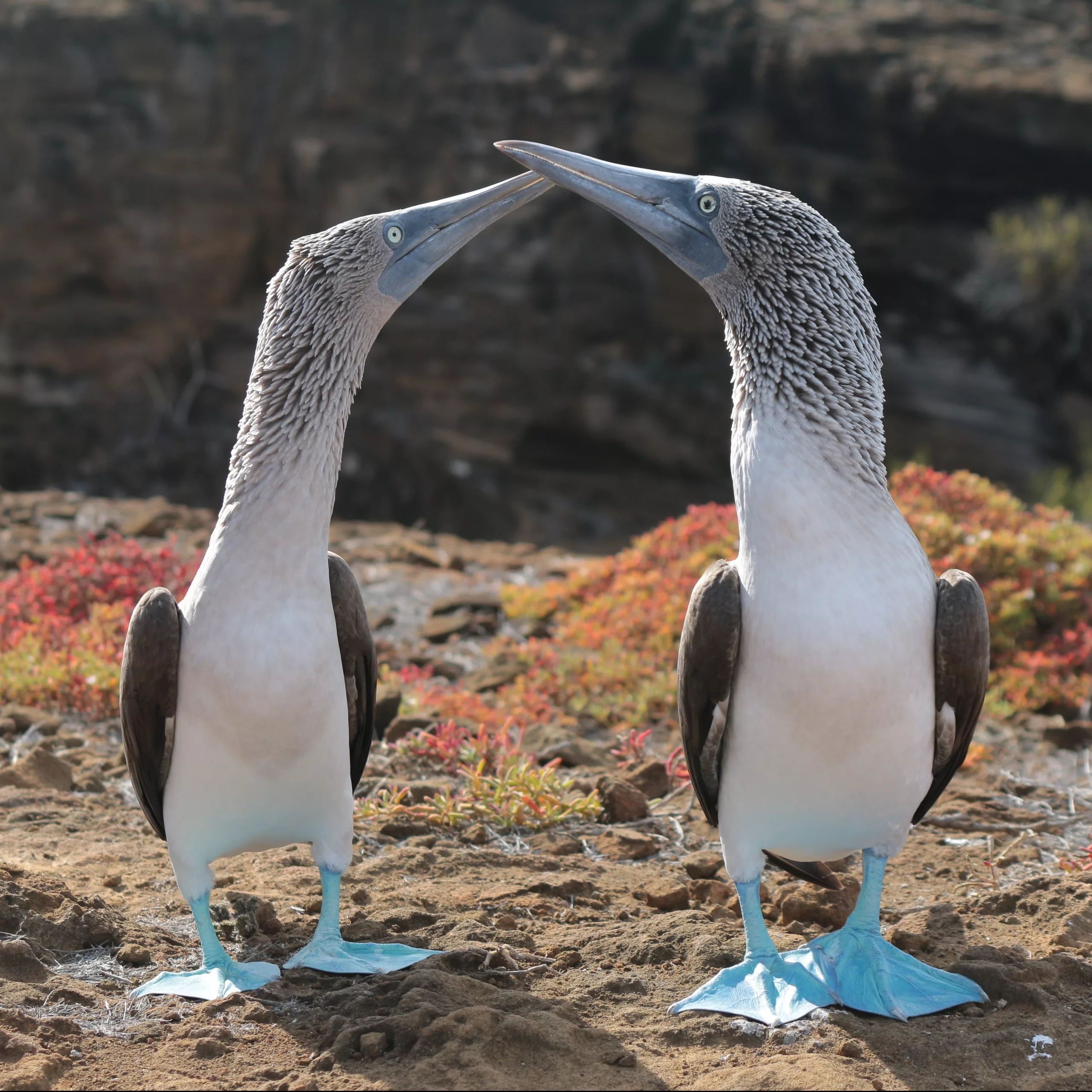 Blaufußtölpel Galapagos reisebuerogmuend
