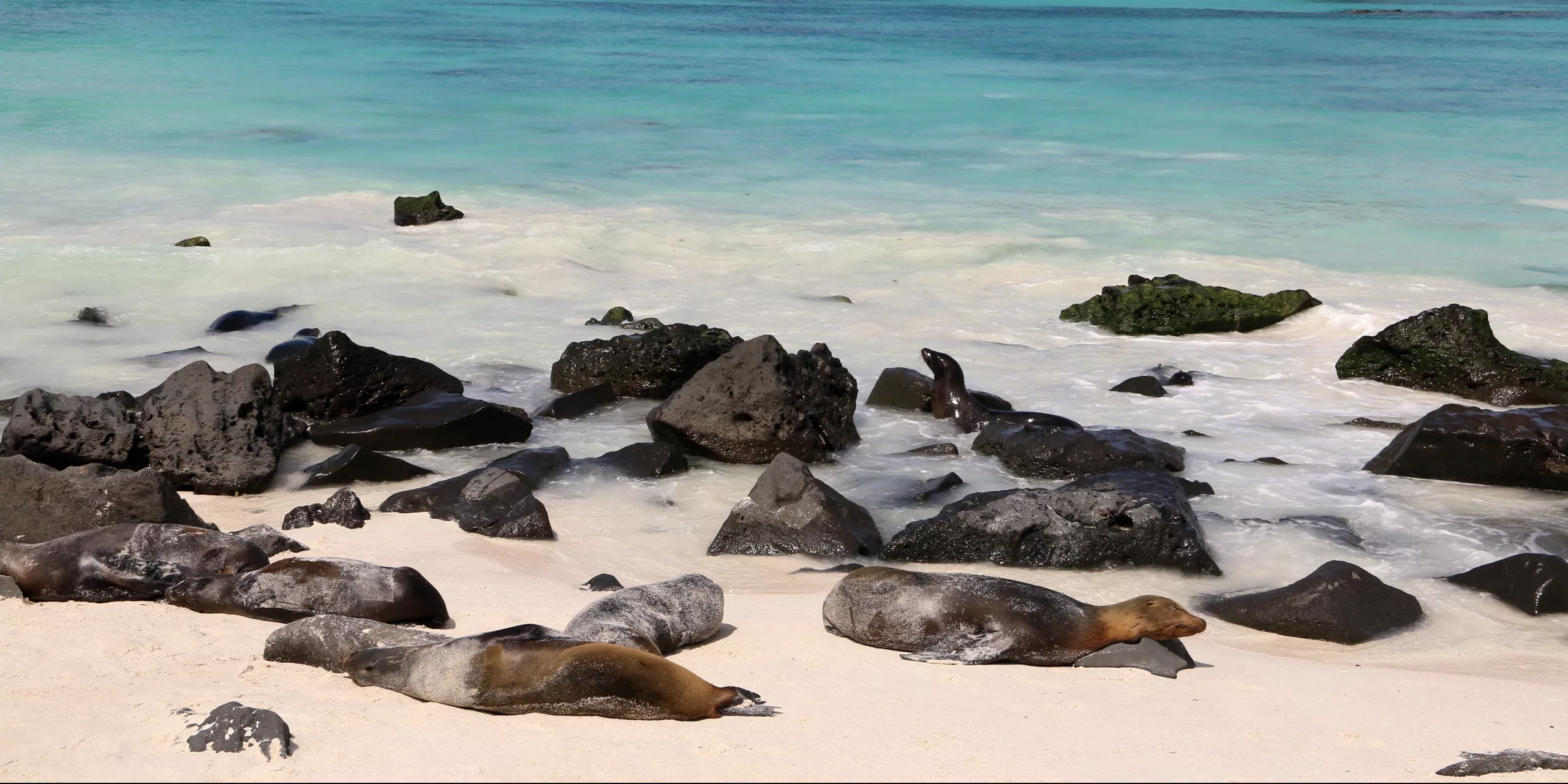 Galapagos Seelöwen reisebuerogmuend