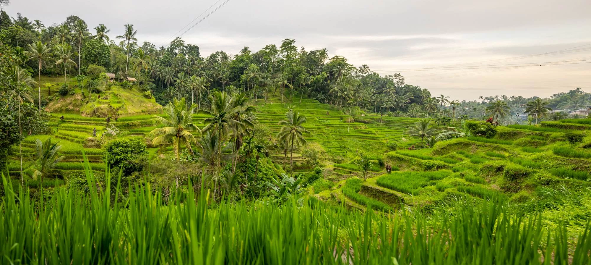 campus-live-far-east-bali-06-2025-703-c_DERTOUR-David_Vasicek